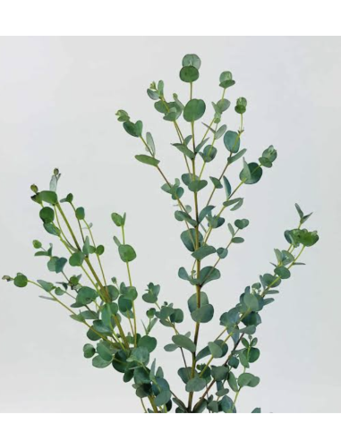 Wholesale Gunni Eucalyptus Grower's Bunch | Flowerbunches
