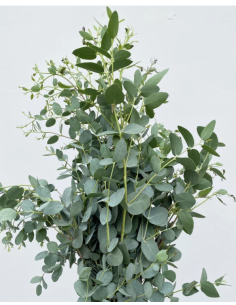 Wholesale Gunni Eucalyptus Grower's Bunch | Flowerbunches 2