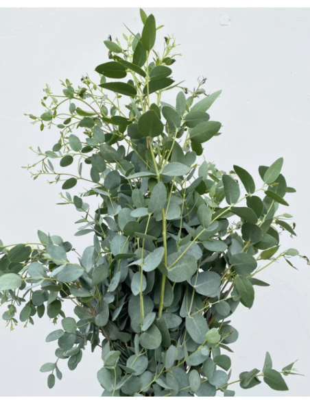 Wholesale Gunni Eucalyptus Grower's Bunch | Flowerbunches