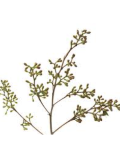 : Wholesale Naked Seeded Eucalyptus Grower's Bunch | Flowerbunches