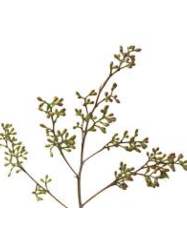 : Wholesale Naked Seeded Eucalyptus Grower's Bunch | Flowerbunches