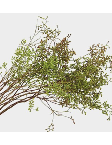 : Wholesale Naked Seeded Eucalyptus Grower's Bunch | Flowerbunches