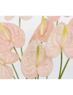 Fresh Anthurium Stems (Red, Green, Blush) | Wholesale Flowers 2