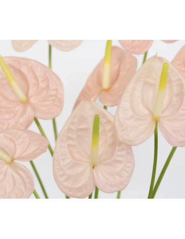 Fresh Anthurium Stems (Red, Green, Blush) | Wholesale Flowers