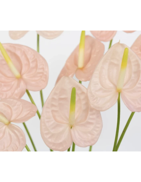 Fresh Anthurium Stems (Red, Green, Blush) | Wholesale Flowers
