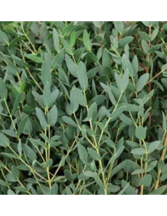 Wholesale Parvafolia Eucalyptus Grower's Bunch | Flowerbunches