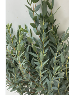 Wholesale Parvafolia Eucalyptus Grower's Bunch | Flowerbunches 2