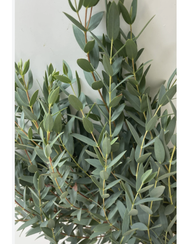 Wholesale Parvafolia Eucalyptus Grower's Bunch | Flowerbunches