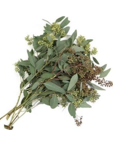 Wholesale Seeded Eucalyptus Grower's Bunch | Flowerbunches