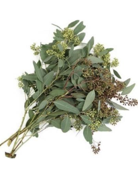 Wholesale Seeded Eucalyptus Grower's Bunch | Flowerbunches