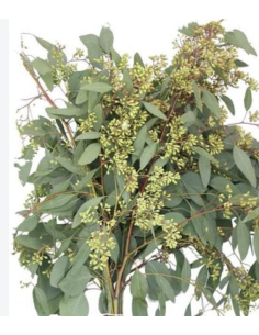 Wholesale Seeded Eucalyptus Grower's Bunch | Flowerbunches 2