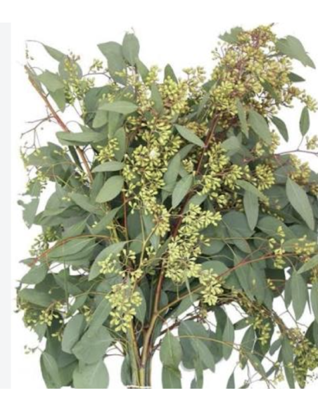 Wholesale Seeded Eucalyptus Grower's Bunch | Flowerbunches