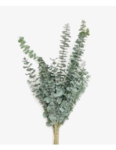 Wholesale True Blue Eucalyptus Grower's Bunch | Flowerbunches
