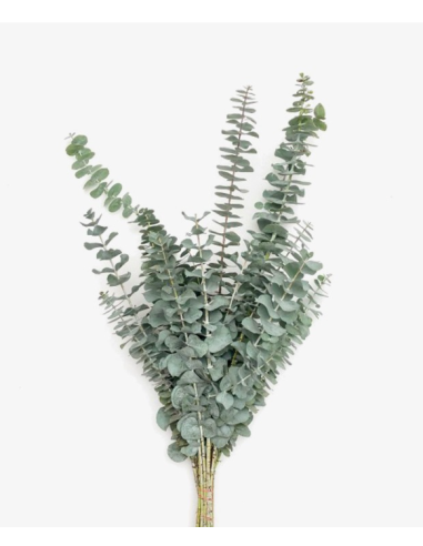 Wholesale True Blue Eucalyptus Grower's Bunch | Flowerbunches