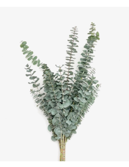 Wholesale True Blue Eucalyptus Grower's Bunch | Flowerbunches