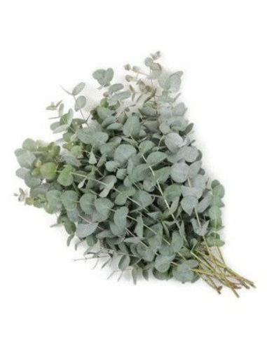 Wholesale True Blue Eucalyptus Grower's Bunch | Flowerbunches