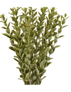 Wholesale Variegated Yellow Green Euonymus 10 Stem Bunch | Flowerbunches