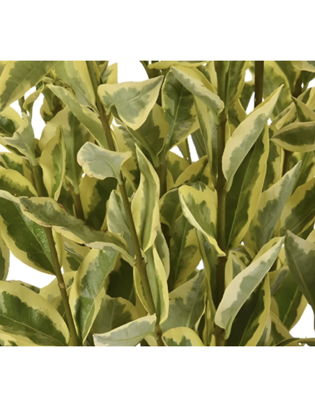 Wholesale Variegated Yellow Green Euonymus 10 Stem Bunch | Flowerbunches
