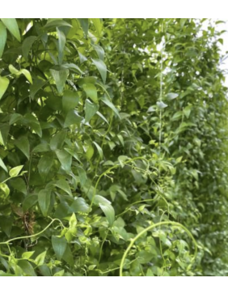 Smilax