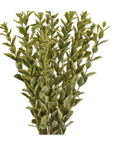 Wholesale 5ft Variegated Euonymus Branches | Flowerbunches