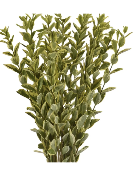Wholesale 5ft Variegated Euonymus Branches | Flowerbunches