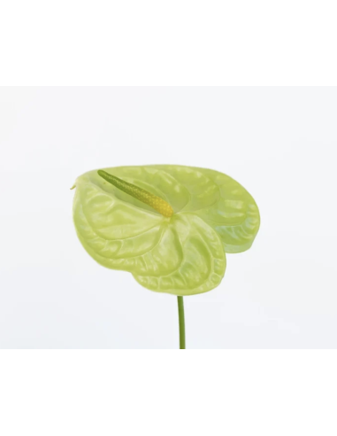 Fresh Anthurium Stems (Red, Green, Blush) | Wholesale Flowers