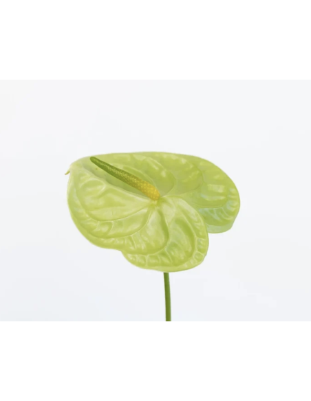 Fresh Anthurium Stems (Red, Green, Blush) | Wholesale Flowers