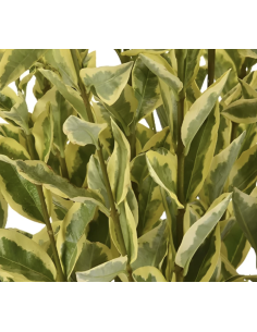 Wholesale 5ft Variegated Euonymus Branches | Flowerbunches 2