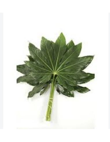Wholesale Green Fatsia Foliage 10 Stems | Flowerbunches