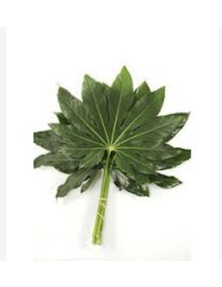 Wholesale Green Fatsia Foliage 10 Stems | Flowerbunches