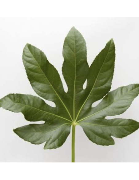 Wholesale Green Fatsia Foliage 10 Stems | Flowerbunches