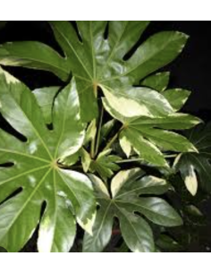 Wholesale Variegated Fatsia Foliage 10 Stems | Flowerbunches