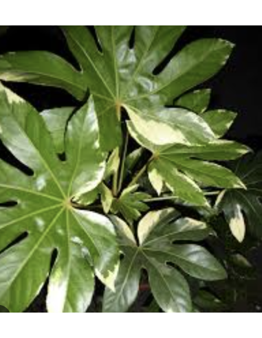 Wholesale Variegated Fatsia Foliage 10 Stems | Flowerbunches