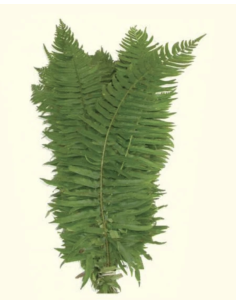 Flat Fern (10 Stems)