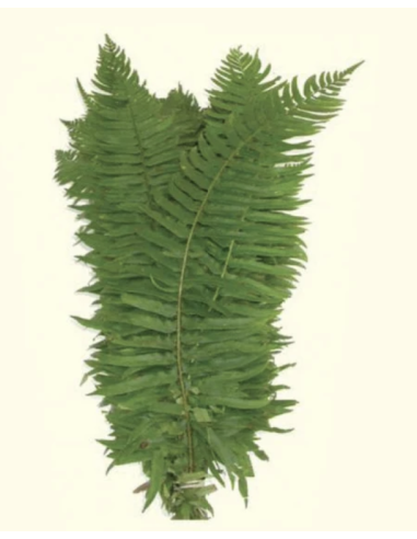 Flat Fern (10 Stems)