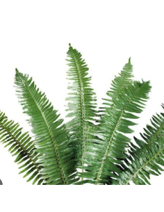 Flat Fern (10 Stems) 2