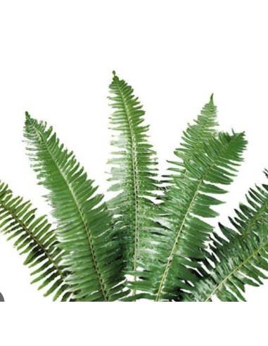 Flat Fern (10 Stems)