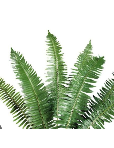 Flat Fern (10 Stems)