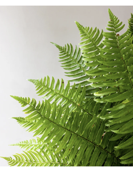Flat Fern (10 Stems)