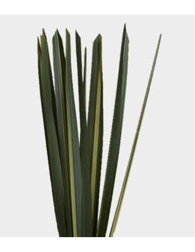 Wholesale Bronze & Variegated Flax Foliage 10 Stems | Flowerbunches