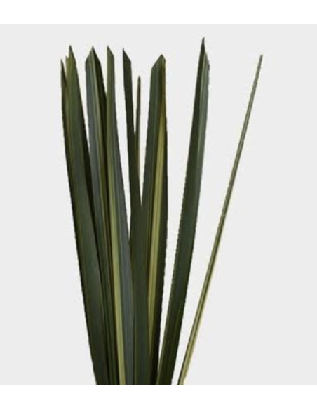 Wholesale Bronze & Variegated Flax Foliage 10 Stems | Flowerbunches