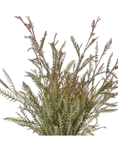 Grevillea Wholesale Flowers - 10 Stem Bunch | Fresh Event Greens