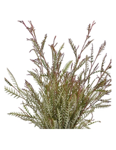Grevillea Wholesale Flowers - 10 Stem Bunch | Fresh Event Greens