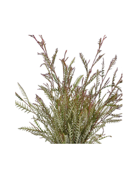 Grevillea Wholesale Flowers - 10 Stem Bunch | Fresh Event Greens