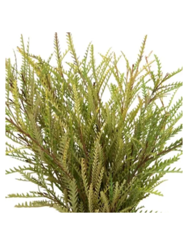Grevillea Wholesale Flowers - 10 Stem Bunch | Fresh Event Greens