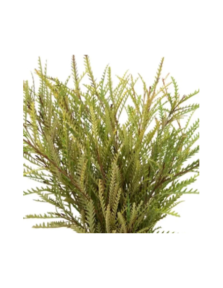 Grevillea Wholesale Flowers - 10 Stem Bunch | Fresh Event Greens