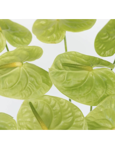 Fresh Anthurium Stems (Red, Green, Blush) | Wholesale Flowers