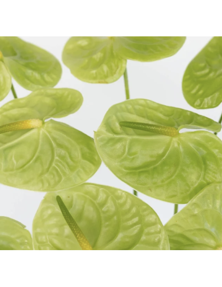 Fresh Anthurium Stems (Red, Green, Blush) | Wholesale Flowers