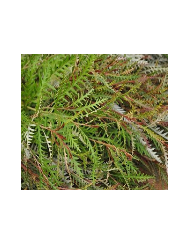 Grevillea Wholesale Flowers - 10 Stem Bunch | Fresh Event Greens