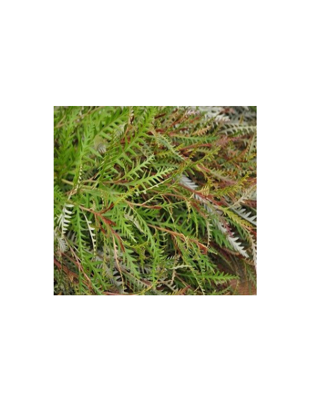 Grevillea Wholesale Flowers - 10 Stem Bunch | Fresh Event Greens